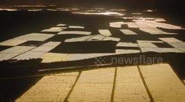 Magnificent night view of dragon fruit orchards in S China