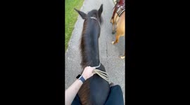 Sneaky Pony Bites Horse and Rider Gets Hit on the Shin