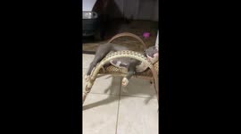 Precious Pitbull Sleeps Soundly on Chair