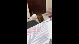 Dachshund Gets An Earful Of Licks