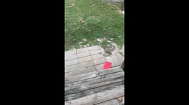 Privacy Fence Gets The Landlord Special