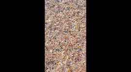 Coquina Clams Shimmy Back Into Place