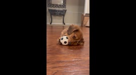 Miniature Dachshund Puppy Plays With Ball