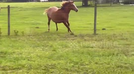 Boxer Gets Zoomies With Neighbor's Horse