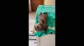 Otters Dance To Dry Themselves