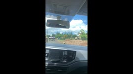 Cow Chases Group of Cyclists