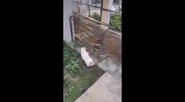 Monkey And Cat Have A Spat