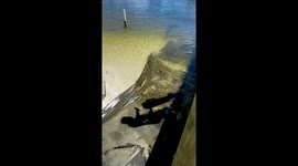 Fish Feeding Frenzy at Boatyard Beach