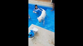 Dog Tries To Swim