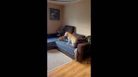Cat And Dog Play On The Couch