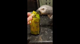 Pet parrot wants a cup of tea - and is willing to work for it!