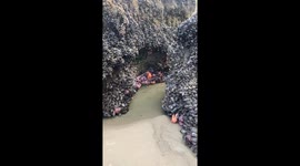 Creatures of the Intertidal Zone