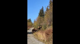 Moose Battle On A Hillside