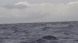 Sperm whales and dolphins off the coast of the Azores Islands, Portugal