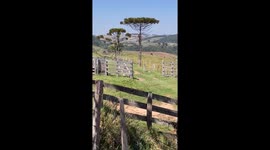 Animal passeando pela fazenda não conheço que animal é esse mais parece uma hiena