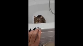 Cat Molly's bathroom encounter: playful tap leads to unpleasant scratch
