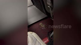 Smuggled rodent and otter spark chaos when they escape mid-air on flight to Taiwan