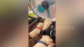 Labrador puppies sleep in front of fan amid 36 degrees Celsius heat