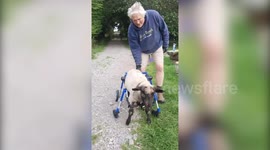 Disabled lamb back on her hooves after rescuers build her an off-road wheelchair