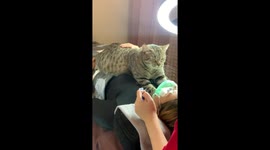 Pet cat keeps customer company while she has beauty treatment at spa