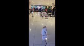 Playful pet Chihuahua walks on hind legs in shopping mall