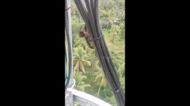 Kind resident climbs to the top of communications tower to save bird stuck in wires