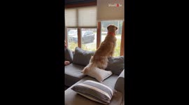 Dog welcomes his human baby brother home *Heartwarming Video*