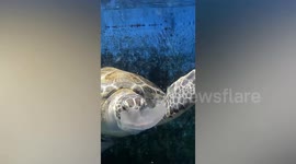Green sea turtle munches on dead jellyfish's head at Japanese aquarium