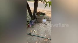 Pet dog sits inside small pond with floating azolla plants to cool off