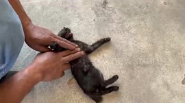 Injured stray cat hit by car revived with CPR