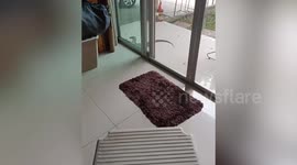 Monitor lizard raids family's doorstep but struggles to escape slippery tile