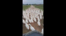 A man moves his motorbike past a flock of thousands of ducks moving on the road