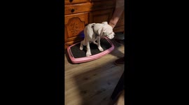 Boxer Puppy Loves Vibration Plate