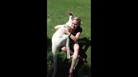 Kangaroo hugs student like a person