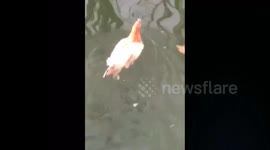 Hen swims calmly in river