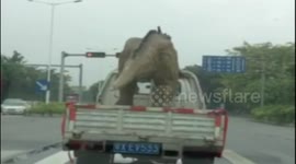 Truck spotted transporting 'dinosaur' in China