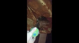 This dog appears to be afraid of a ball