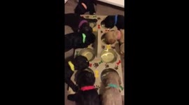 Adorable puppy tea party