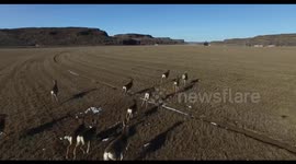 Drone trolls herd of deer