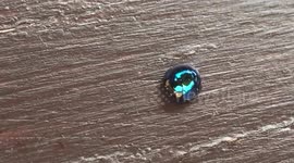 A steel blue ladybug/ladybird
