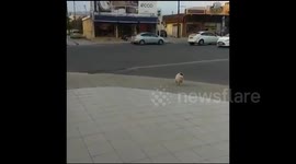 Dog crosses main road by itself without a care in the world
