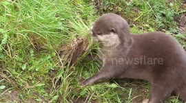 Otter filmed collecting grass presumably to build nest