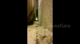 Off-duty firefighter rescues cat