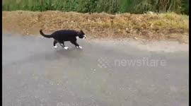 Cat accompanies owner while he walks dog