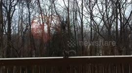 Fiesty squirrel determined to get the bird food