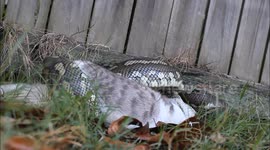 Carpet Python Eating A Cat. March 2016. Snake Out! Brisbane Snake Catchers