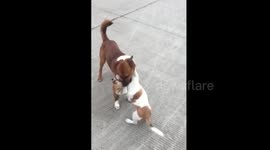 Adorable dogs play with each other