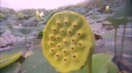 American lotus Overview.