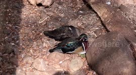 Duck-calling a mallard