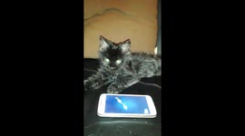 Cute kitten plays on smartphone